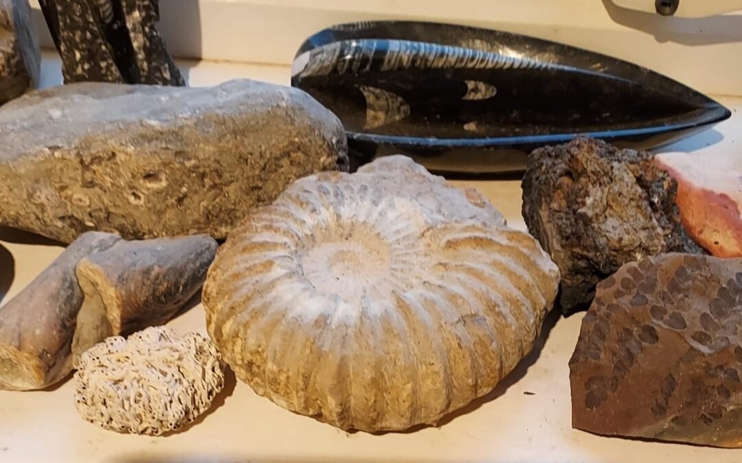 Fossils: Jul 2026 creative writing prompt