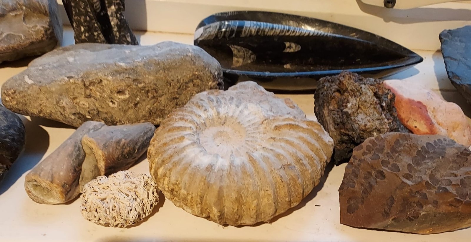 fossils1